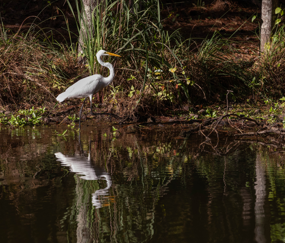 Crane next to pond